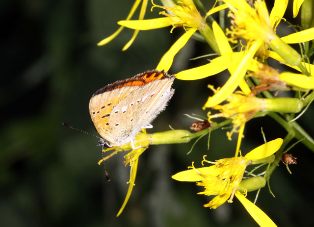 Lycaena virgaureae - Copyright Denis Bourgeois